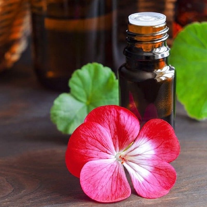 Geranium Essential Oil