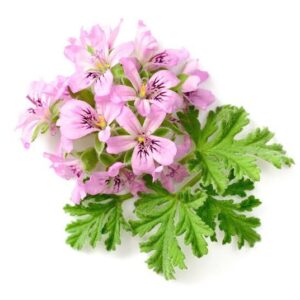 Geranium Hydrosol